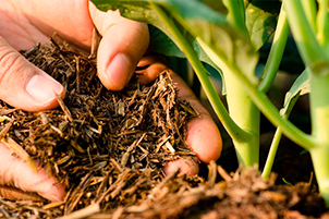 микроудобрения